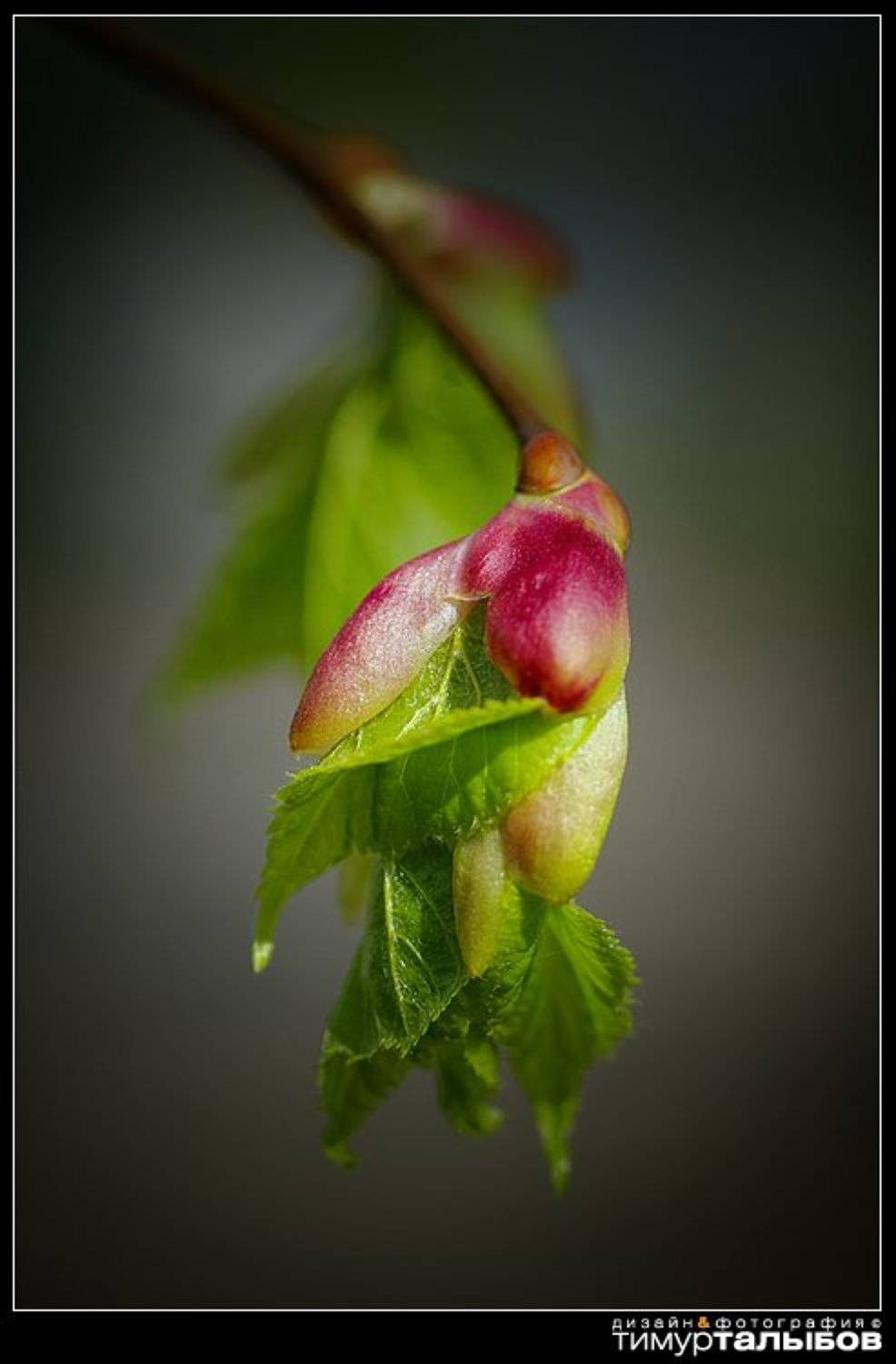 Весеннее настроение...2. Автор: Тимур Талыбов , Тимур Талыбов