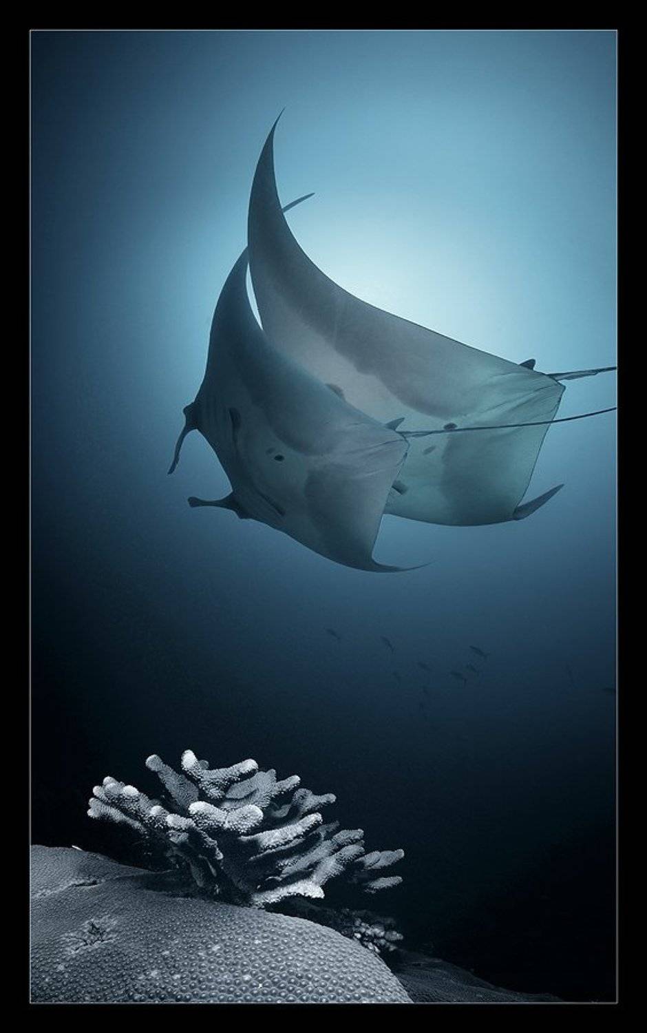 море,музыка,танец,манты,коралл, Нарчук Андрей