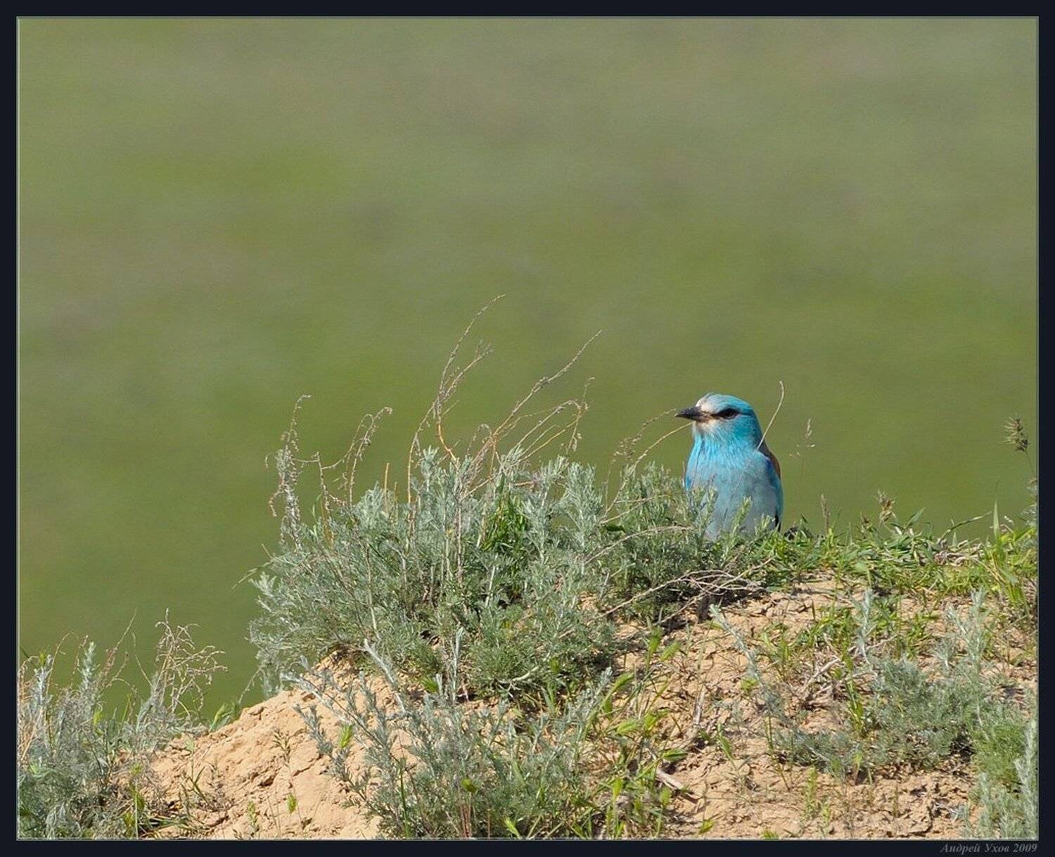 Птица счастья. Автор: Андрей Ухов синяя,птица,природа,весна,горы,куст, Андрей Ухов