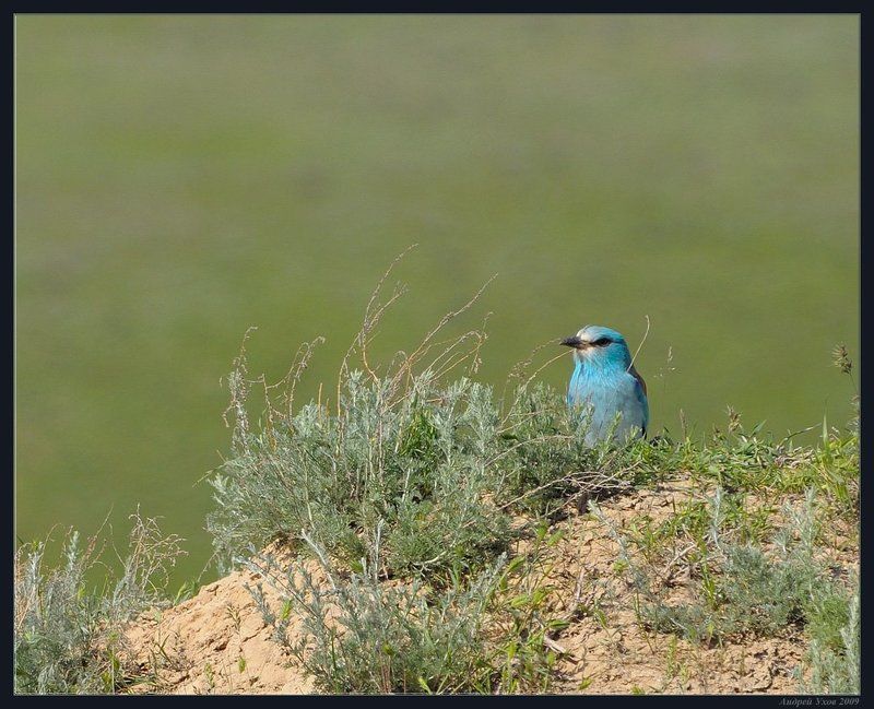 синяя,птица,природа,весна,горы,куст Птица счастьяphoto preview