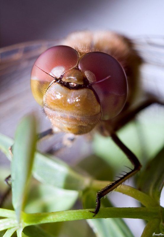 стрекоза Портрет Стрекозыphoto preview