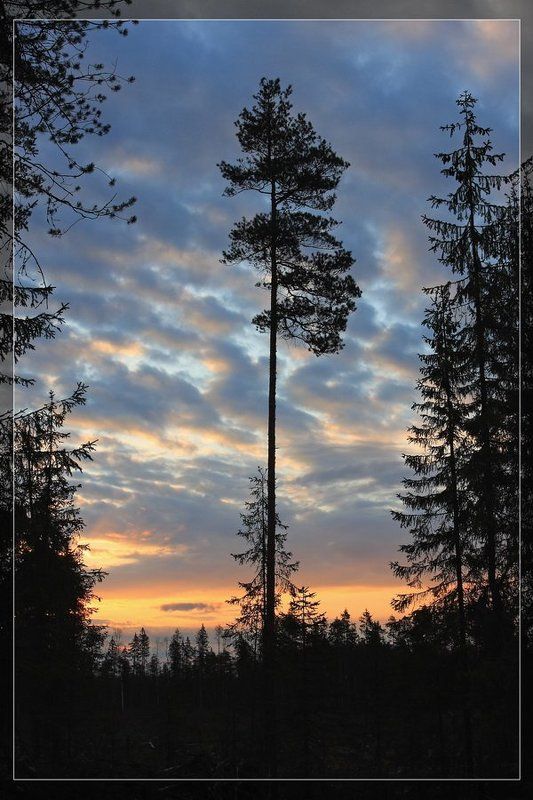 восход, шугозеро, силуэт Новый деньphoto preview