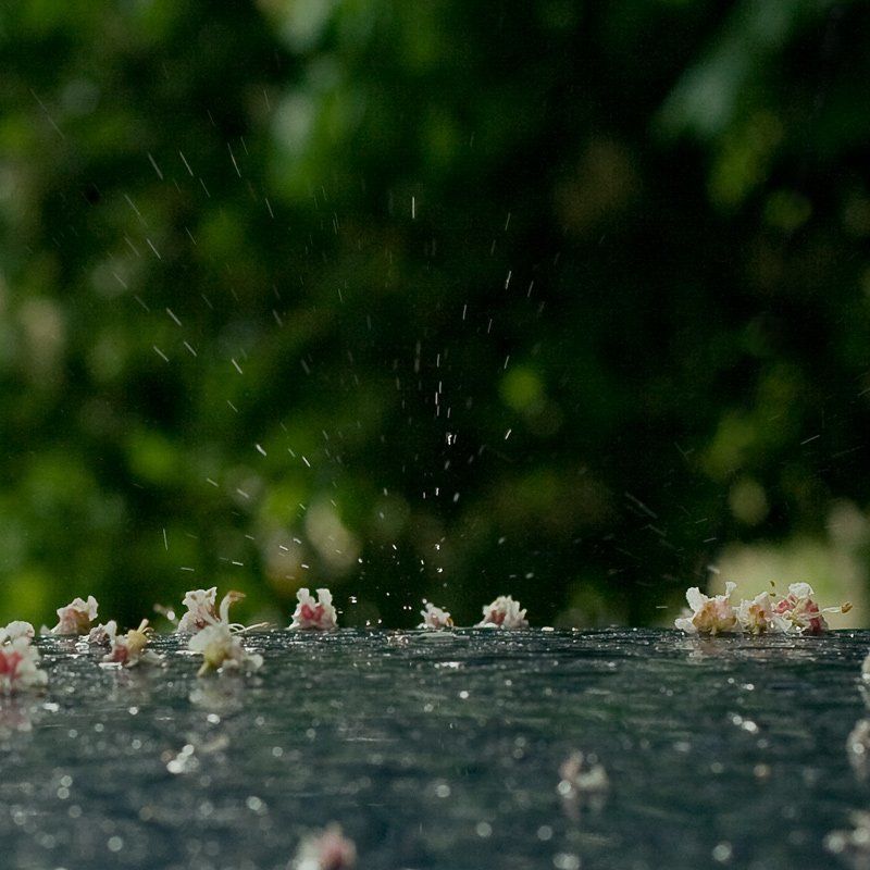 боке, дождь, зеленый, капля, мои фотографии, цветы Капля.Цветы каштана.photo preview