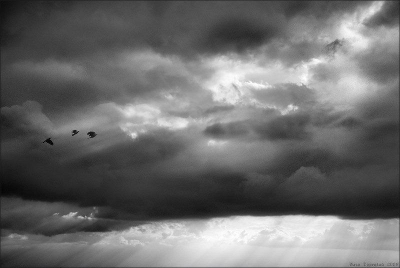 птицы, в, вышине В вышинеphoto preview