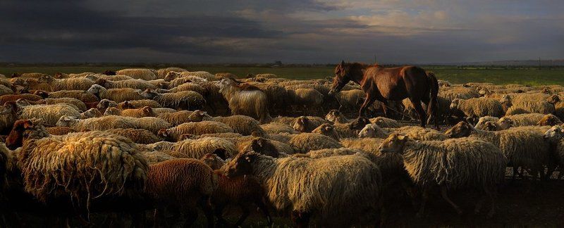 отара, азербайджан Прикаспийский Азербайджанphoto preview