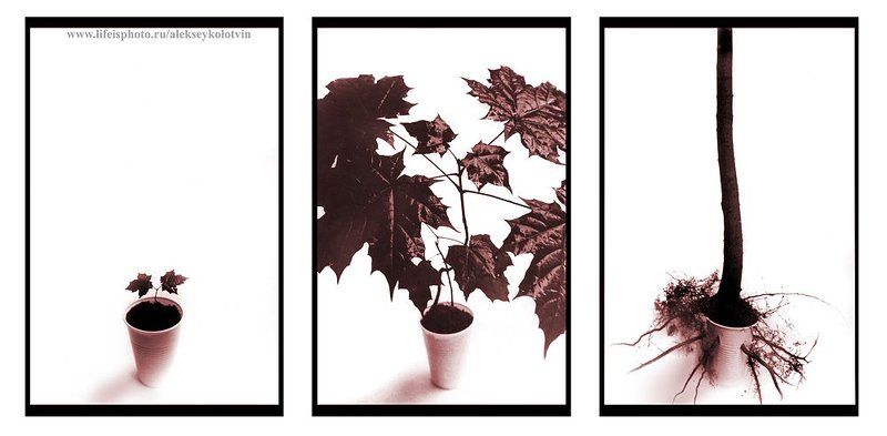 натюрморт Ростphoto preview