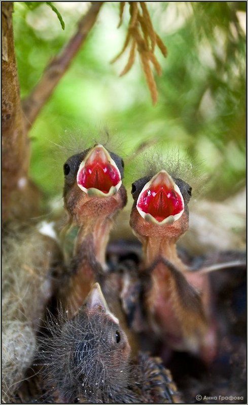 птенцы, малиновка, гнездо, аня графова А не спеть бы нам песню ...)))photo preview