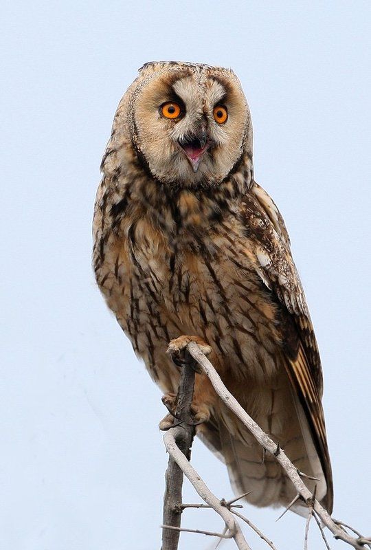 Cоло на совеphoto preview