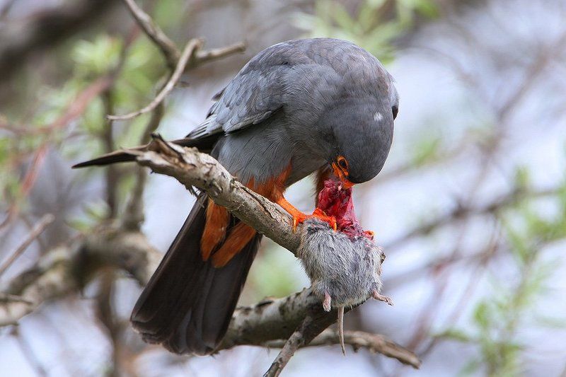 Завтрак охотникаphoto preview