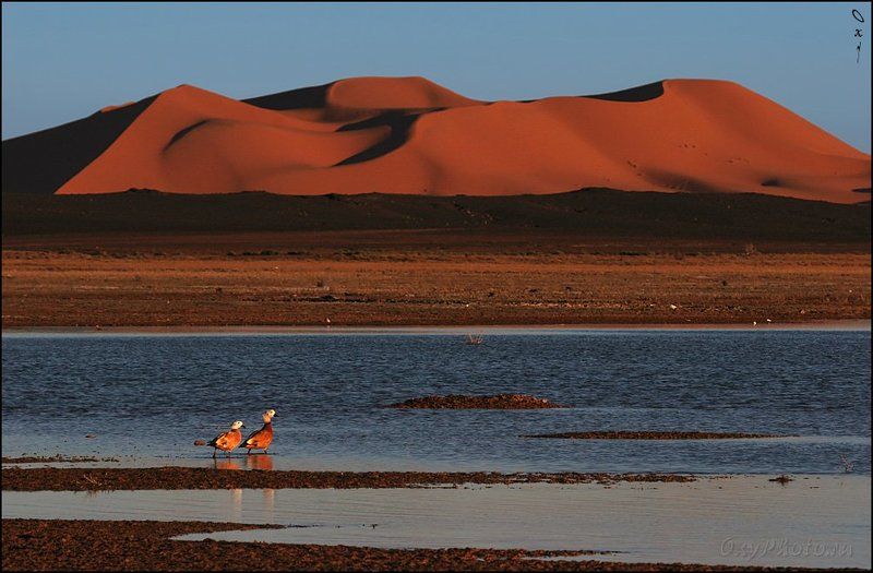 африка, марокко, africa, morocco, maroc, магриб, песок, дюны, пустыня, сахара, sand, dune, desert, sahara, эрг-шебби, erg-chebbi, merzouga, мерзуга Не мираж...photo preview
