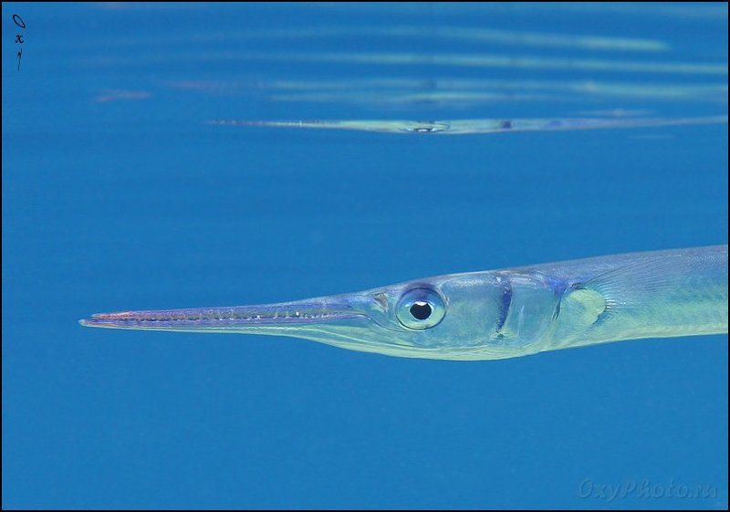 dahab, gulf akaba, red sea, tylosurus choram, дахаб, залив акаба, кораллы, красное море, море, подводная съемка, подводное фото, подводный мир, рыбы, сарган красноморский, Глазки, зубки и небольшое отражение всего этого от поверхности воды...photo preview