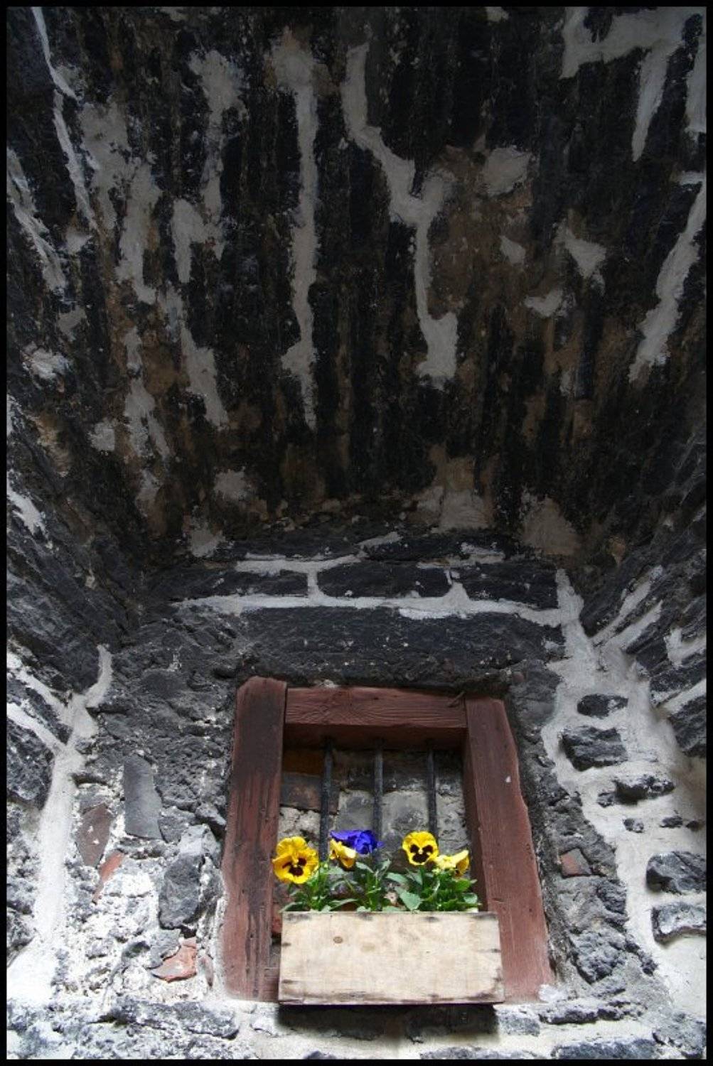 Цветочки. Автор: Cairns (Павел Васильев) vana, tallinn, Cairns (Павел Васильев)