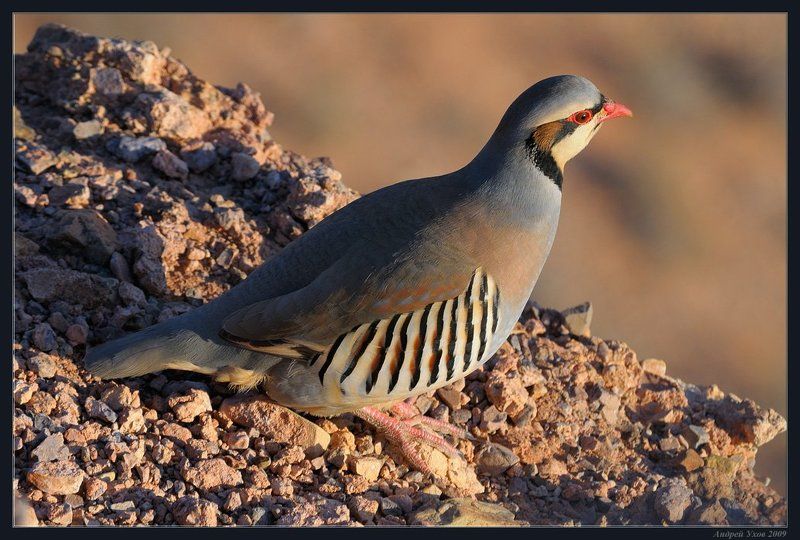 природа,животные,пустыня,каньон,птица,куропатка,скалы,вечер Встречи на скалахphoto preview