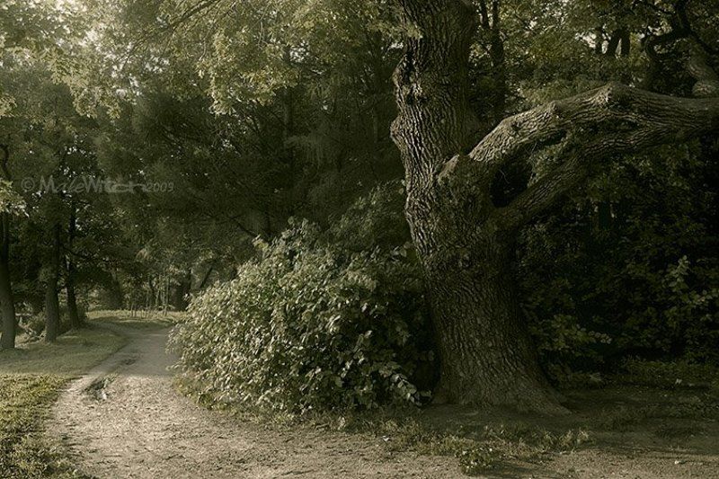 парк, лес, природа, пейзаж, дуб, дерево Asylumphoto preview