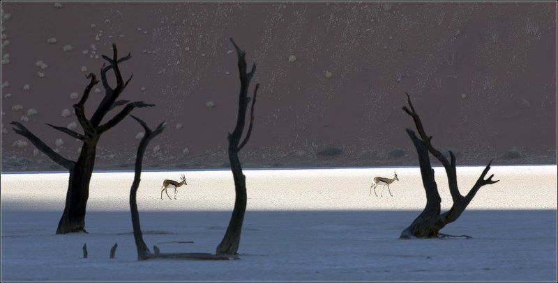 Пустыня Намиб, этюд № 6photo preview