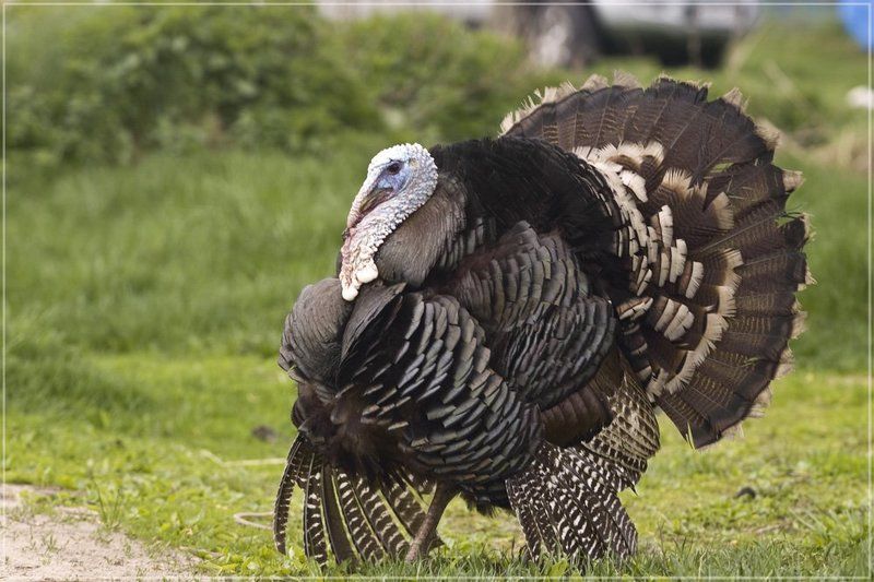 Надутыйphoto preview