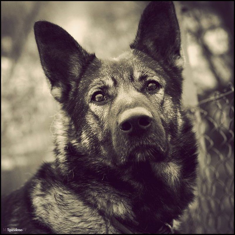 **Собаки други Челоовечиския*photo preview