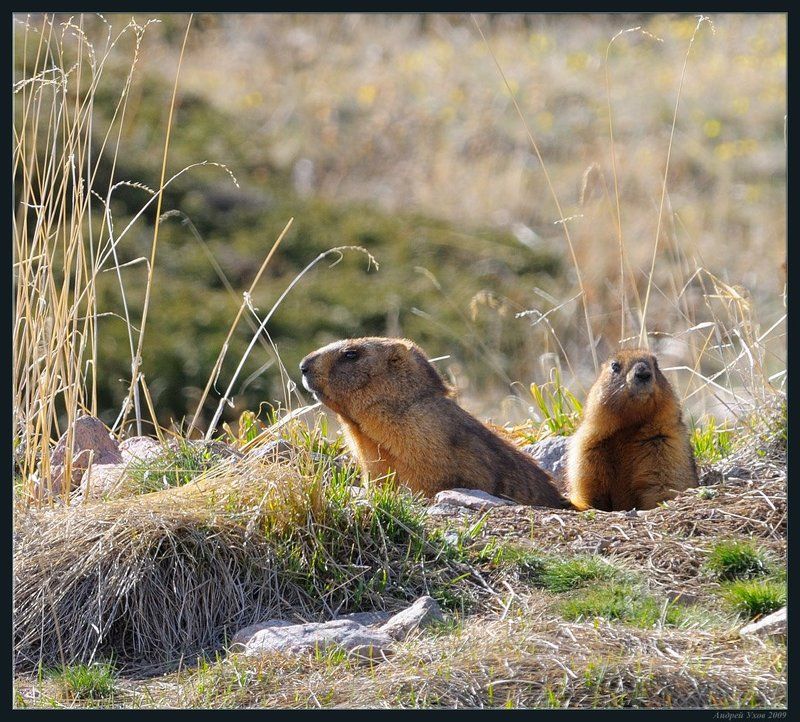природа,горы,весна,жизнь,животные,сурки,нора,семья,счастье Сладкая парочкаphoto preview