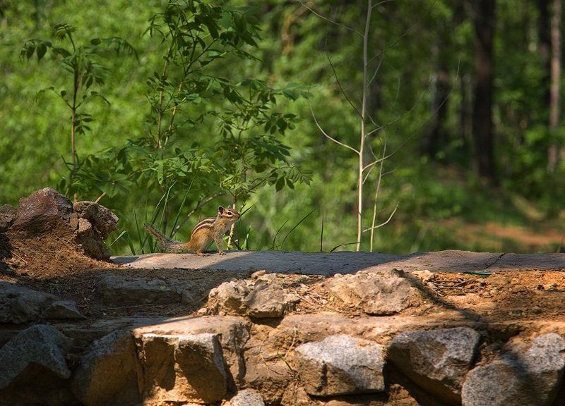 Знакомый бурундукphoto preview
