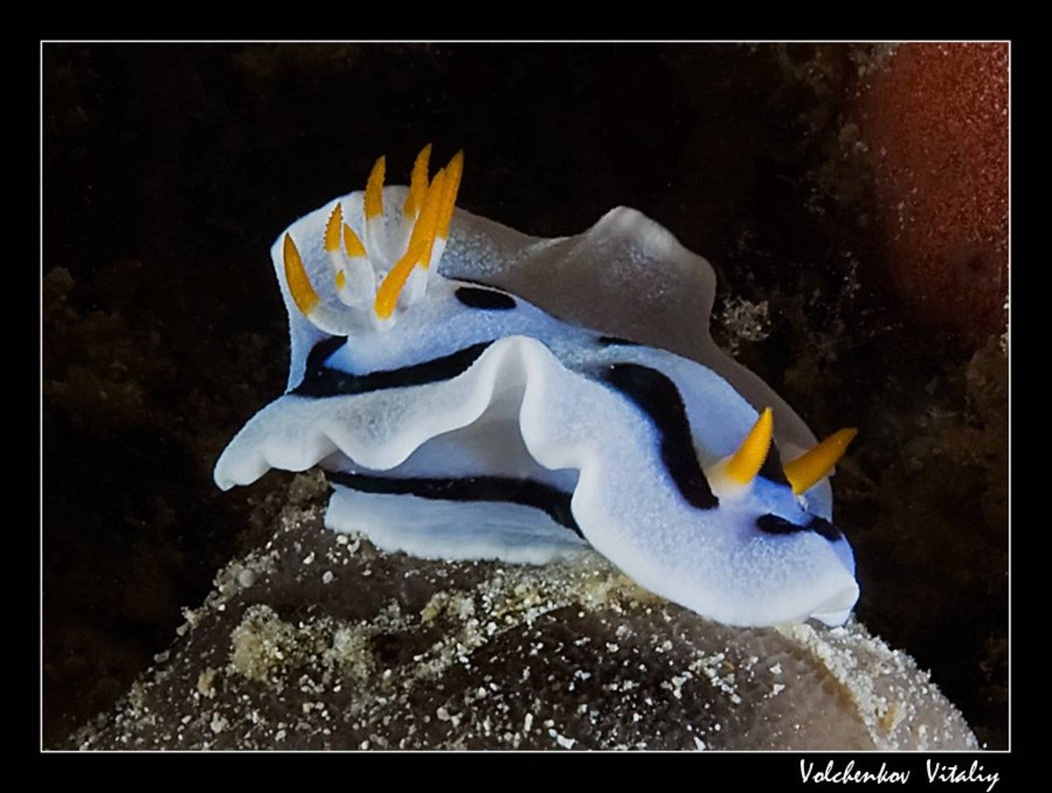 голожаберник, Vital