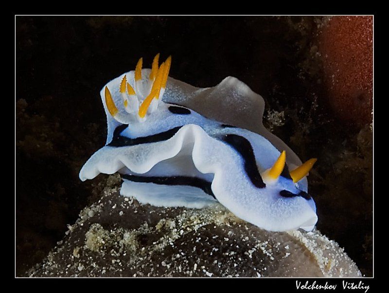 голожаберник я на камушке сижуphoto preview