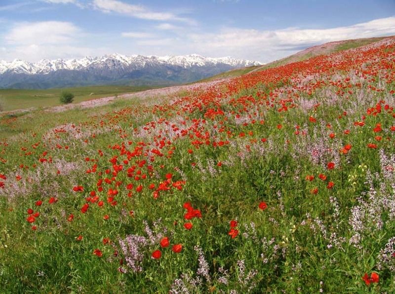 маки, горы, степь. Степные коврыphoto preview