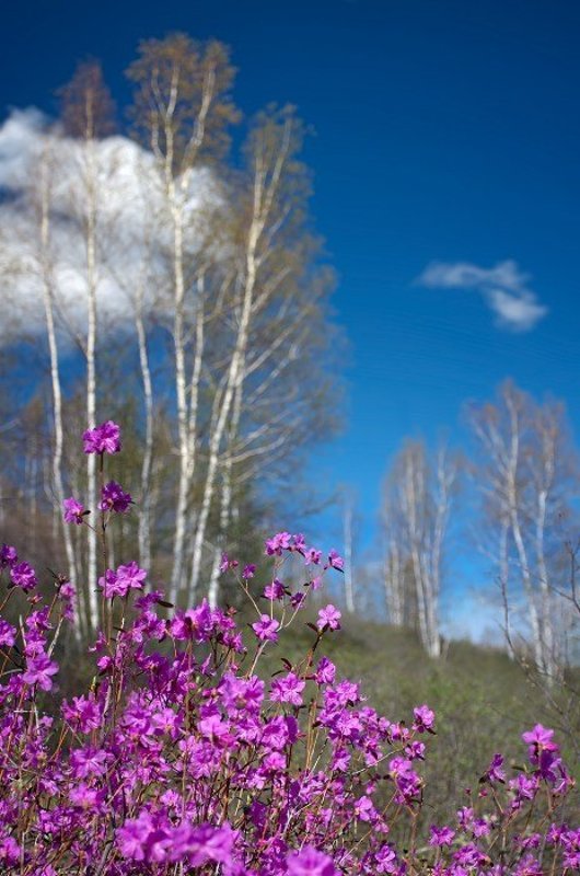 весна, багульник, рододендрон Где-то на сопках...photo preview