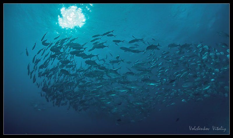 фото красоты подводного мираphoto preview
