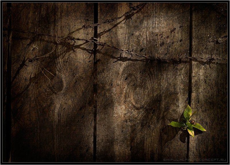 Несмотря ни на что...photo preview