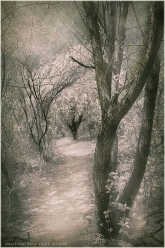 лес, тропы, ветви ...photo preview