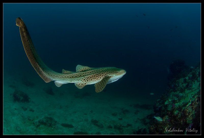 фото плыву куда хочуphoto preview