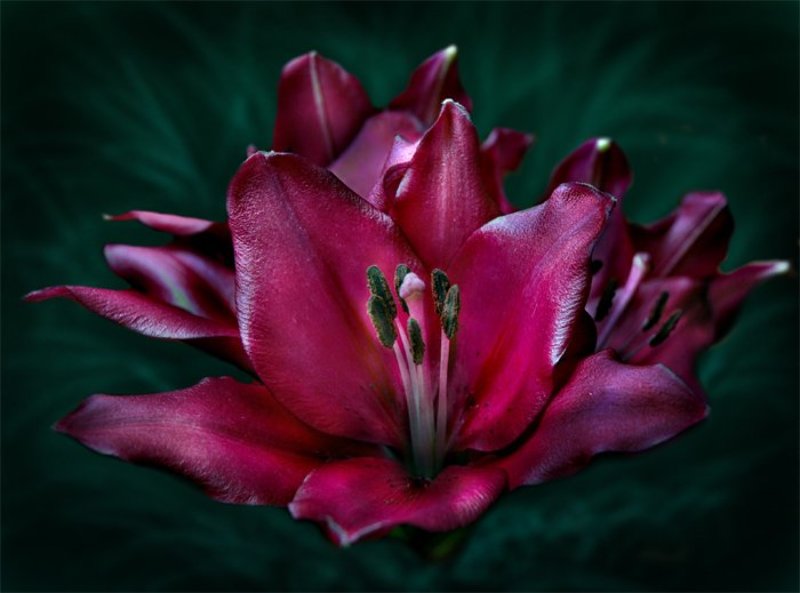 Лилииphoto preview