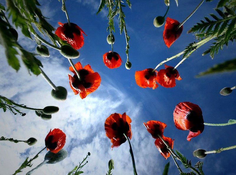 в небоphoto preview