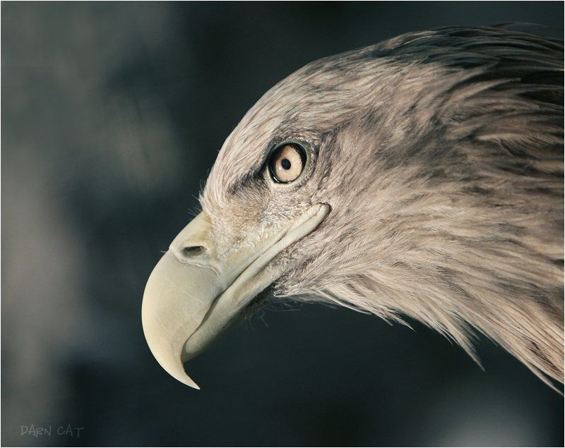 птица, профиль, зоопарк Профильphoto preview