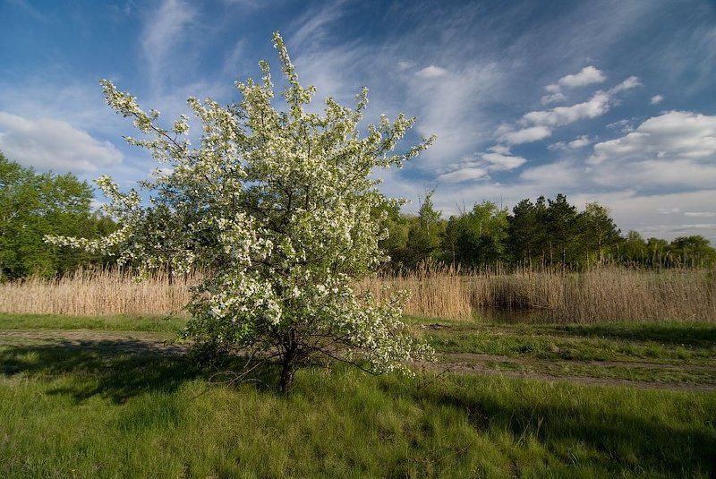 Сибирская веснаphoto preview