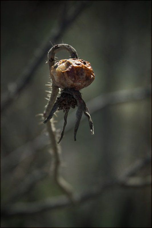 2009, май, шиповник Первомайский Шиповникphoto preview