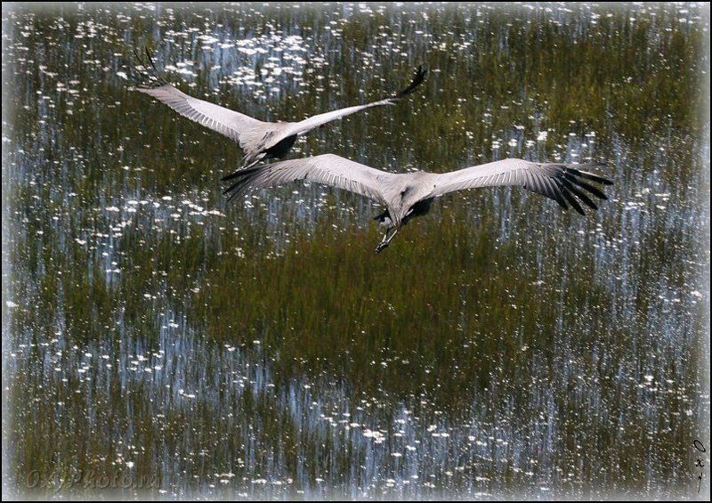 africa, botswana, okavango delta, африка, ботсвана, дельта окаванго, журавль серёжчатый, bugeranus carunculatus, wattled crane Крылом к крылу...photo preview