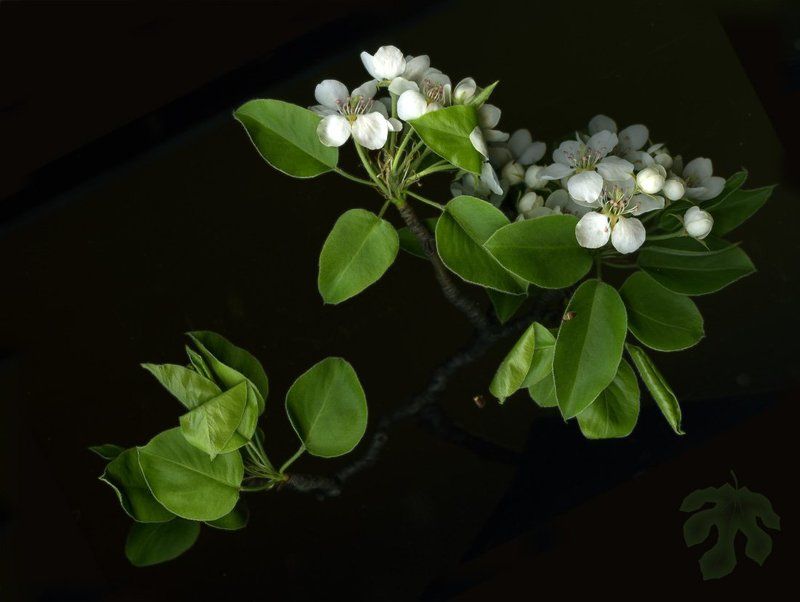 цветы, груша, сканограмма Грушаphoto preview