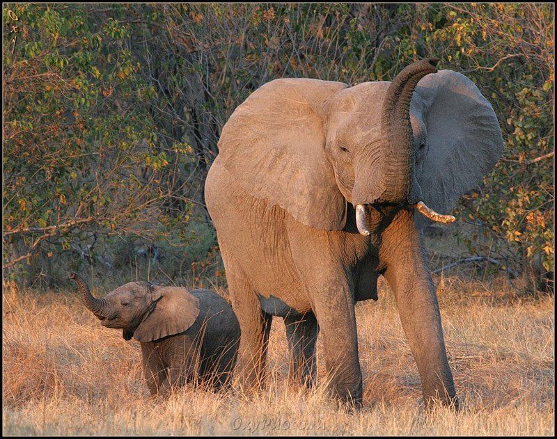 africa, botswana, okavango delta, африка, ботсвана, дельта окаванго, слон африканский, loxodonta africana Маленький повторюшка...photo preview