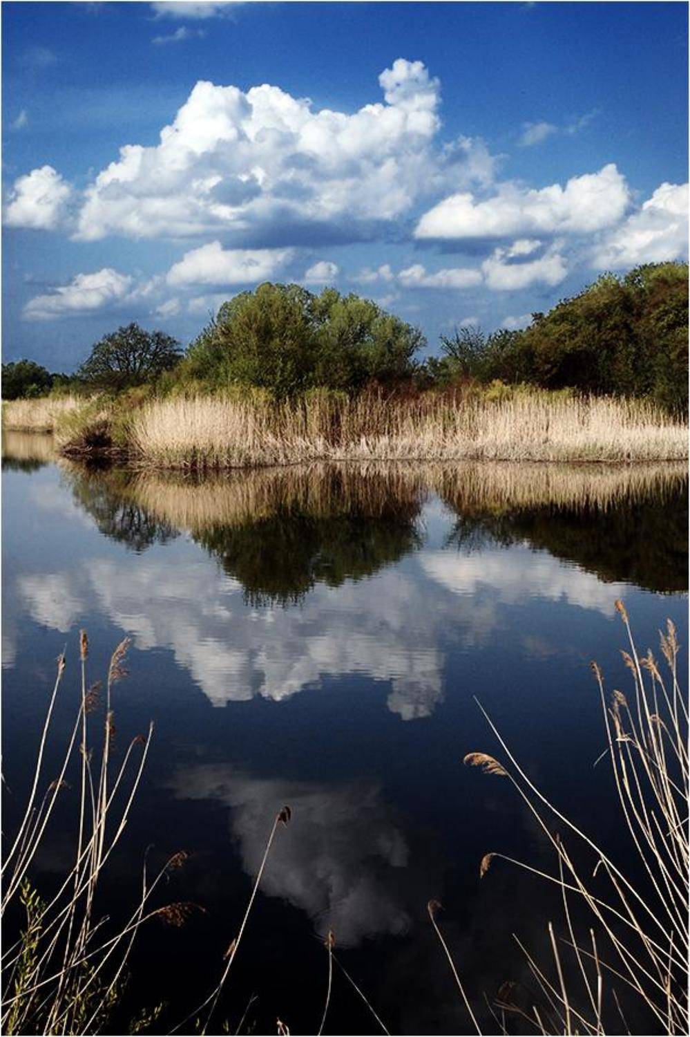 ***. Автор: Срибный Евгений , Срибный Евгений