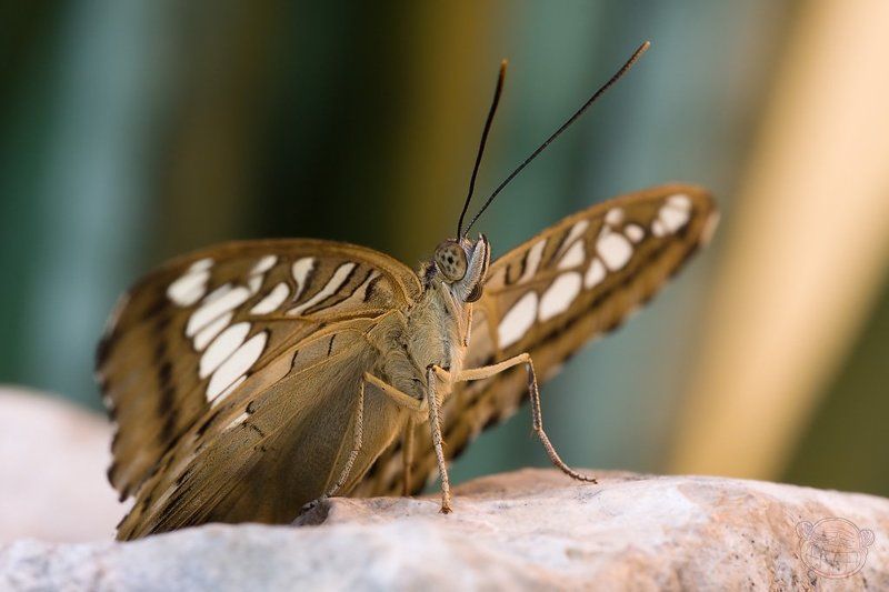бабчока, макро, дом бабочек Бабика фото превью