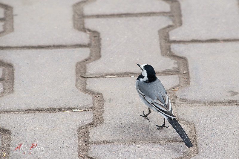 трясогузка,мостовая,прогулка,подмосковье я обиделасьphoto preview