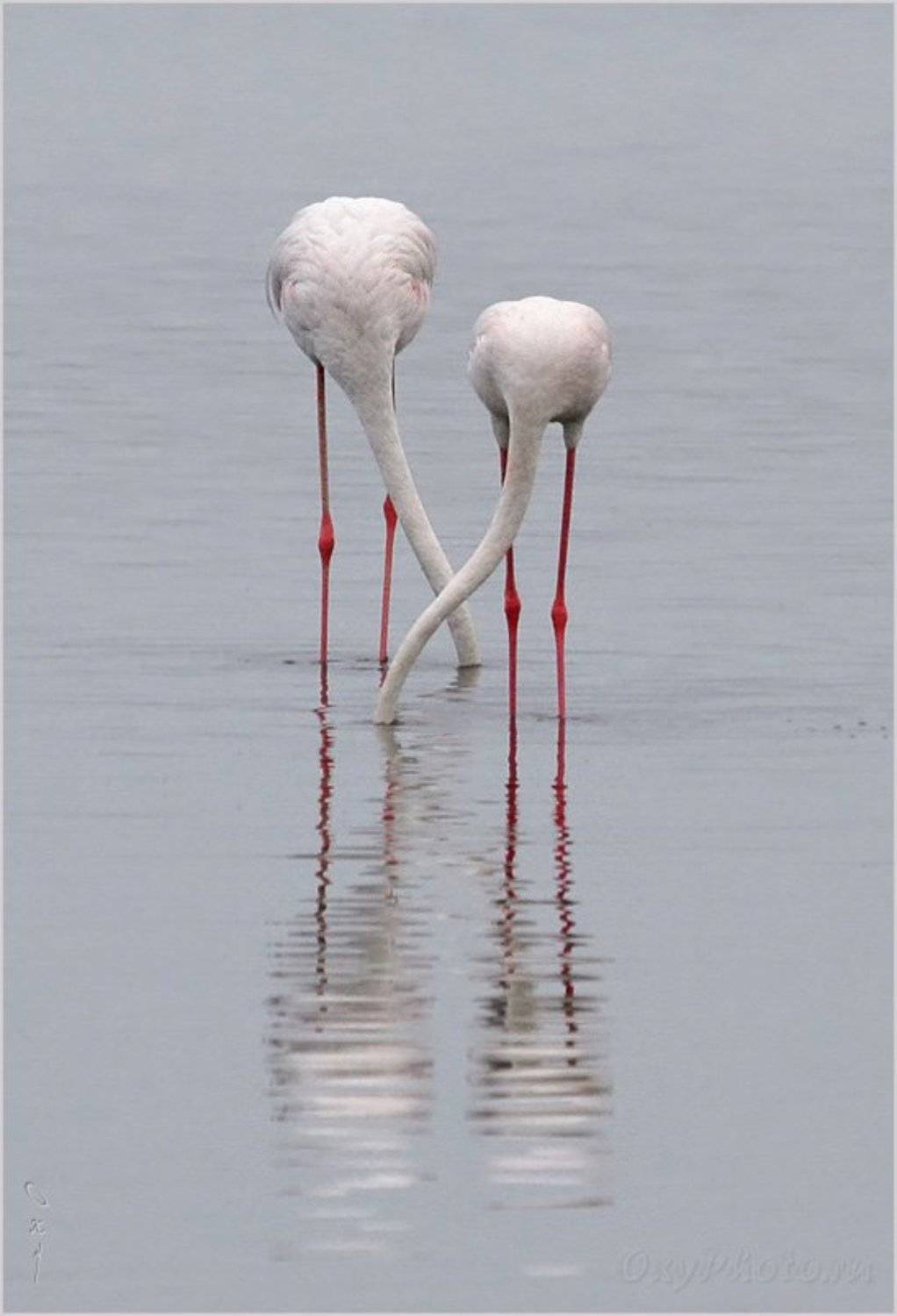 вэлвис бэй, намибия, африка, walvis bay, namibia, africa, фламинго розовый, phoenicopterus roseus, Оксана Борц