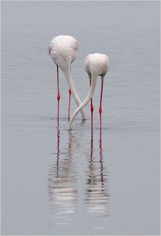 вэлвис бэй, намибия, африка, walvis bay, namibia, africa, фламинго розовый, phoenicopterus roseus Завтрак вдвоем...photo preview