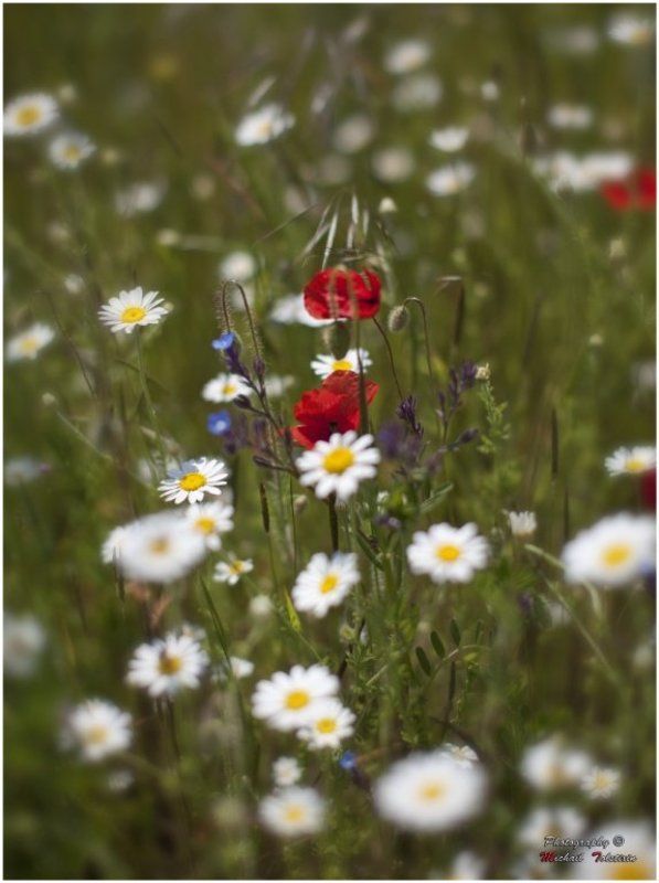 полевые цветыphoto preview