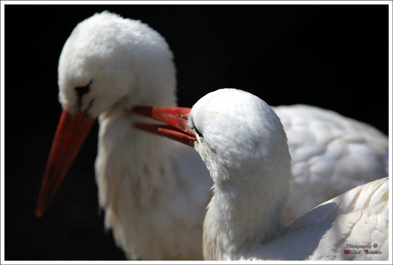 аисты...photo preview