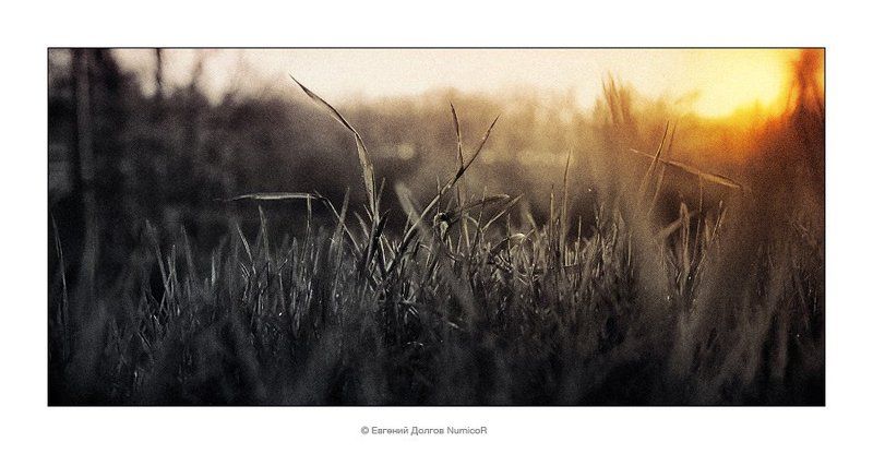 вечер, весна, солнце, трава, закат, ч/б, черно-белое, чб Закатphoto preview