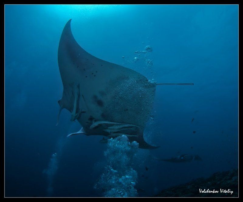 фото мантаphoto preview