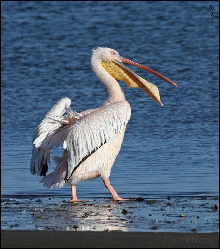 пеликан розовый, вэлвис бэй, намибия, африка, pelecanus onocrotalus, walvis bay, namibia, africa Удаль молодецкая...photo preview