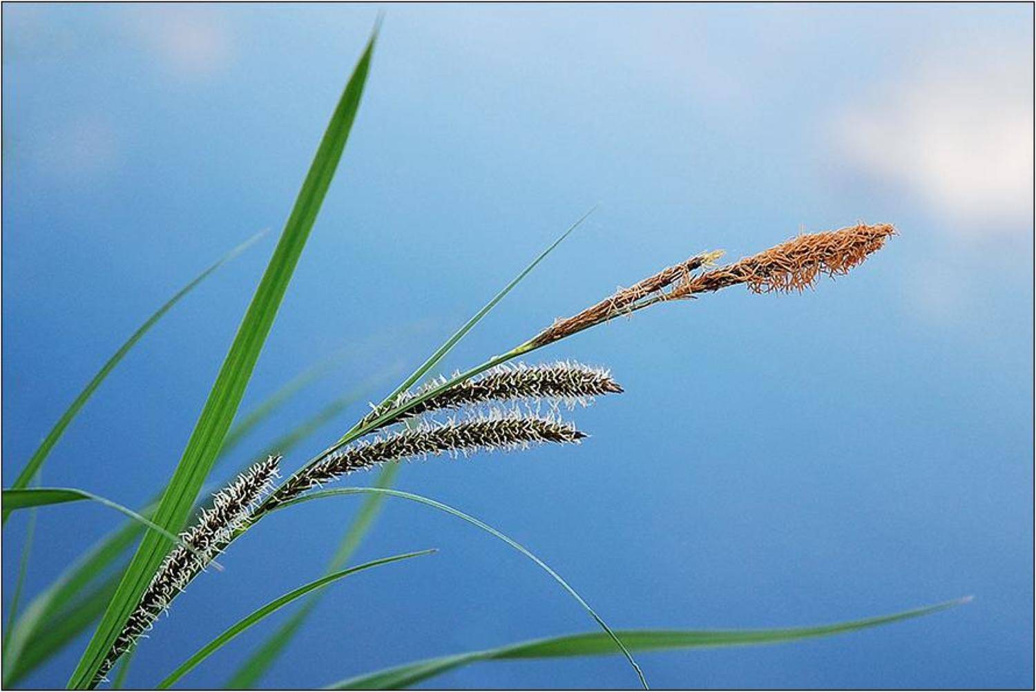 ***. Автор: Срибный Евгений , Срибный Евгений